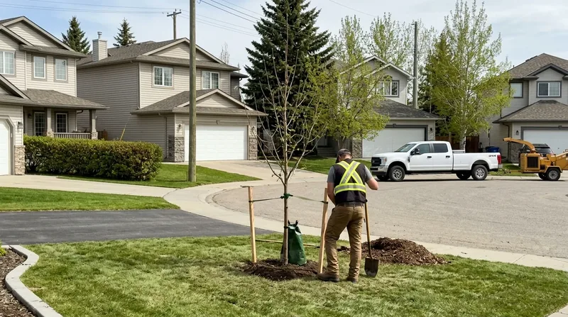 Tree Planting Calgary